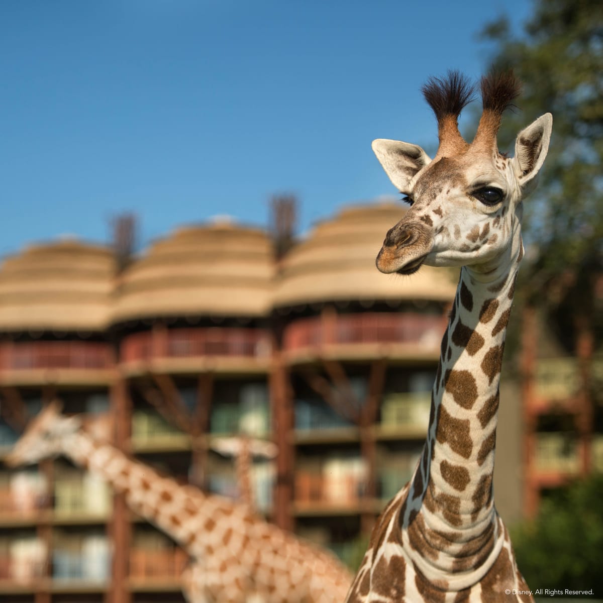 Disney's Animal Kingdom Lodge — 5